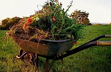 Wheelbarrow filled with garden waste, grass, and flowers during a garden clean up in Perth.