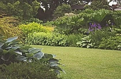 Well-maintained garden with trimmed lawn and lush green plants after professional garden clean up in Perth.