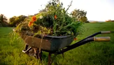 Wheelbarrow filled with weeds, grass, and flowers collected during a garden clean up in Perth.