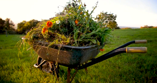 Wheelbarrow filled with weeds, grass, and flowers collected during a garden clean up in Perth.
