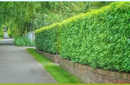 hedge trimming services perth