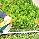 hedge trimming services perth