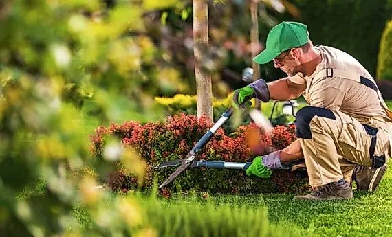 A professional gardener trimming bushes with hedge clippers in a well-maintained garden.